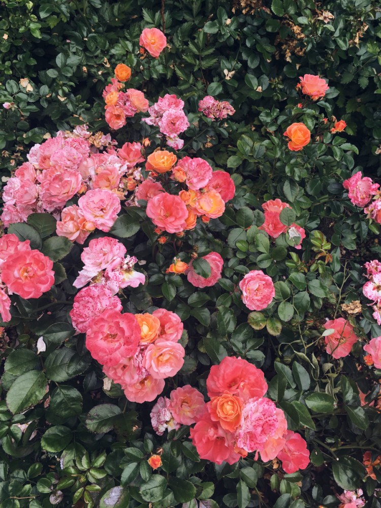 Processed with VSCO with a5 preset